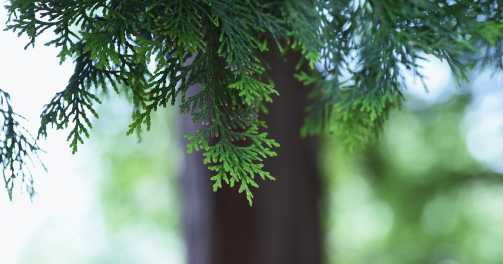 バレルサウナの木材